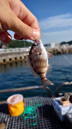 チャリコの釣果