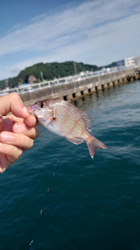 チャリコの釣果