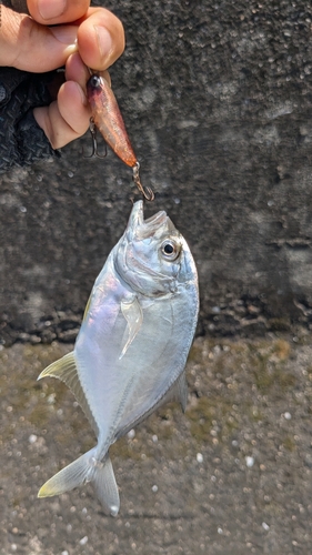 メッキの釣果