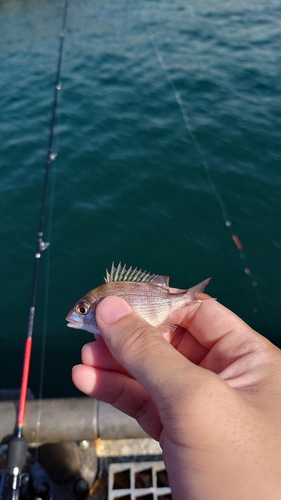 チャリコの釣果