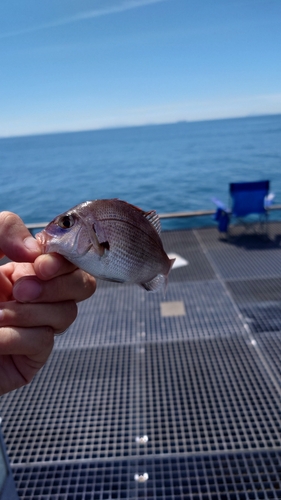 チャリコの釣果