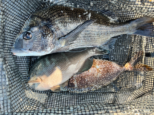 クロダイの釣果