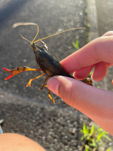 アメリカザリガニの釣果