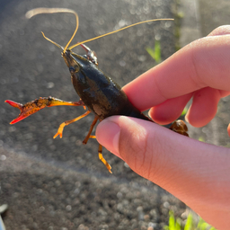 アメリカザリガニ