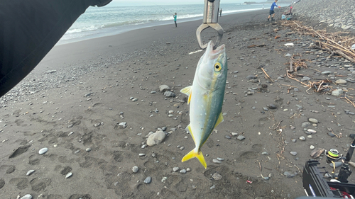 ワカシの釣果