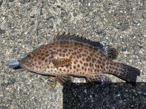 オオモンハタの釣果