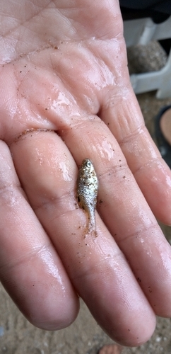 タイリクバラタナゴの釣果