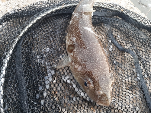 フグの釣果