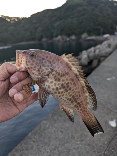 オオモンハタの釣果