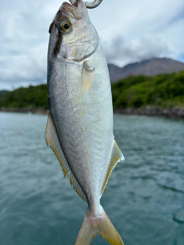 ネリゴの釣果