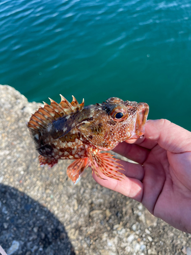 ガシラの釣果