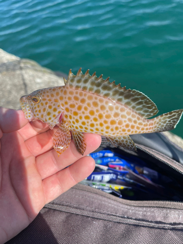 オオモンハタの釣果