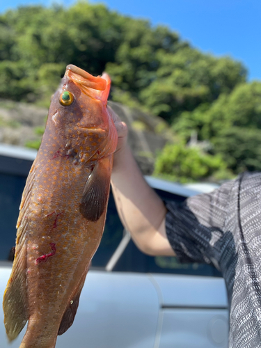 アコウの釣果