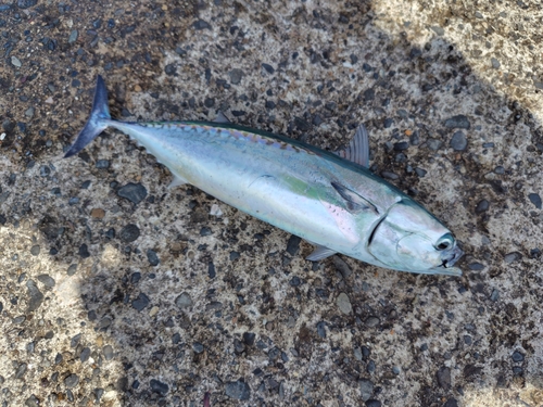 ソウダガツオの釣果