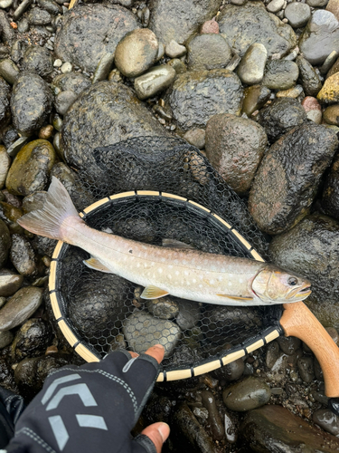 アメマスの釣果