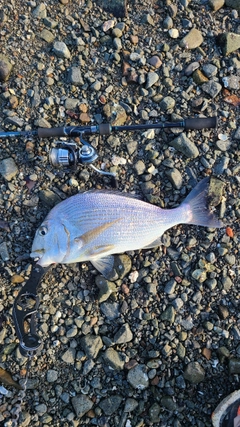 ヘダイの釣果