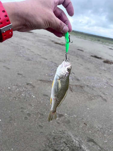 イシモチの釣果