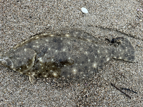 マゴチの釣果