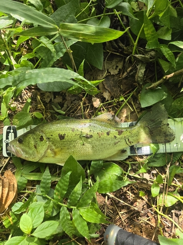 ブラックバスの釣果