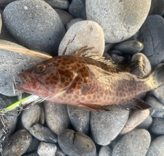 オオモンハタの釣果