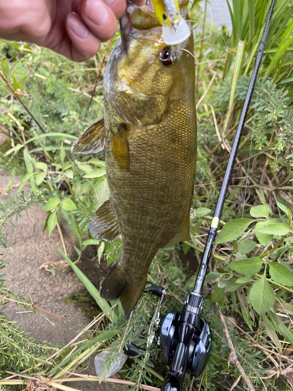 スモールマウスバス