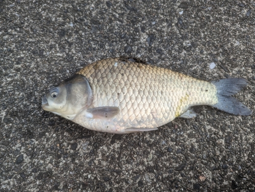 フナの釣果