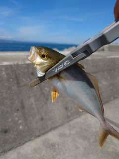 ショゴの釣果