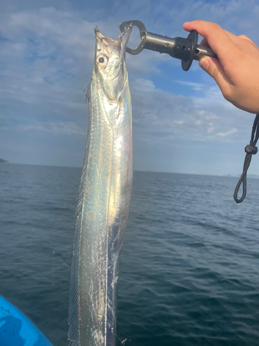 タチウオの釣果