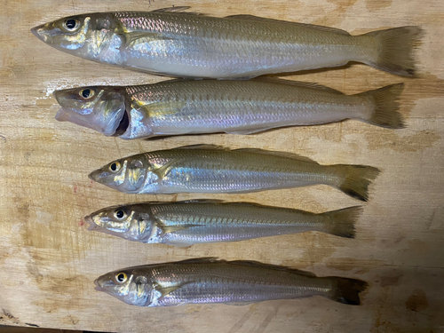 キスの釣果