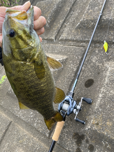 スモールマウスバスの釣果