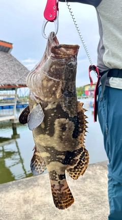 ハタの釣果