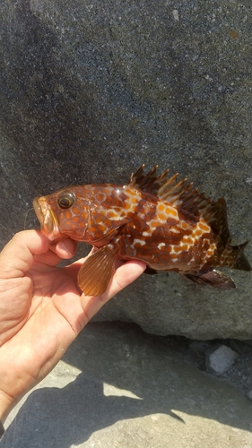 アコウの釣果