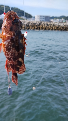 カサゴの釣果