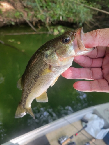 ラージマウスバスの釣果