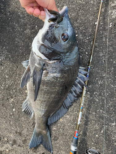 クロダイの釣果