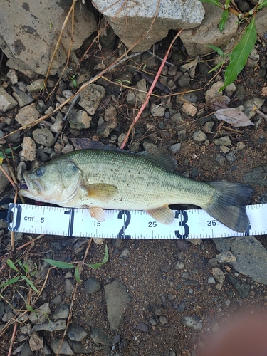 ブラックバスの釣果