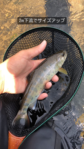 アマゴの釣果