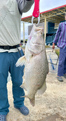 バラマンディの釣果