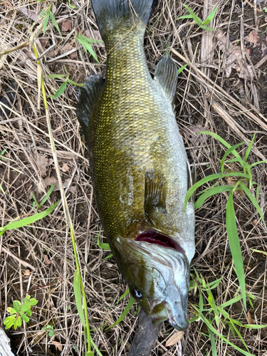 スモールマウスバスの釣果