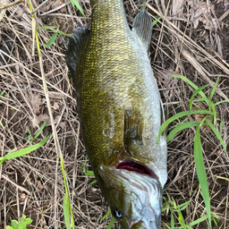 スモールマウスバス