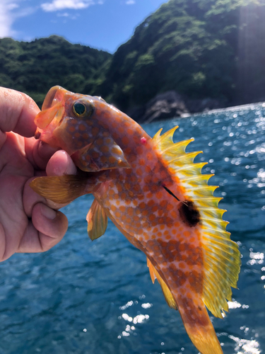 アコウの釣果