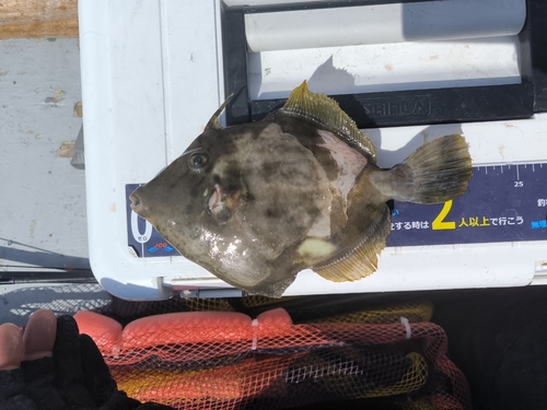 カワハギの釣果