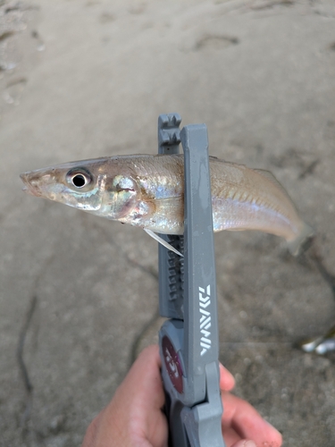 シロギスの釣果