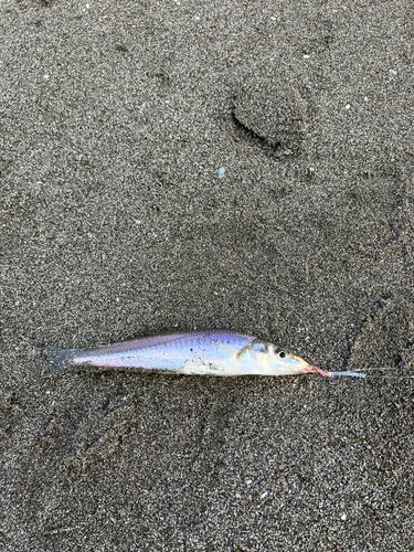 シロギスの釣果