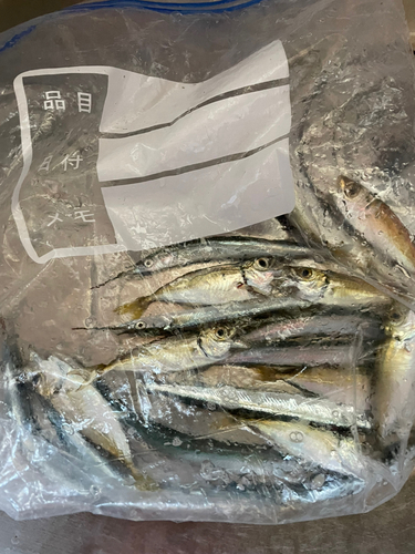 サヨリの釣果