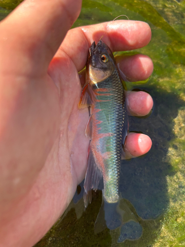 オイカワの釣果