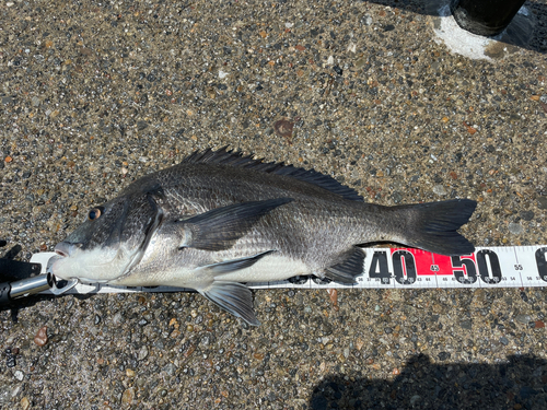 クロダイの釣果