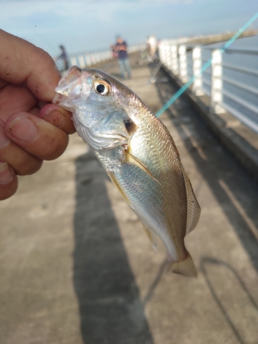 イシモチの釣果