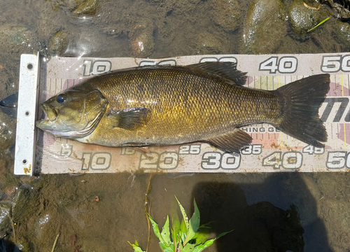 スモールマウスバスの釣果