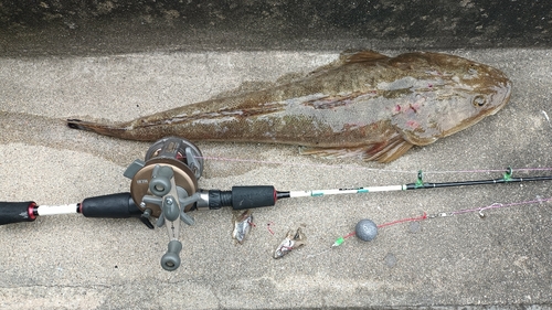 マゴチの釣果